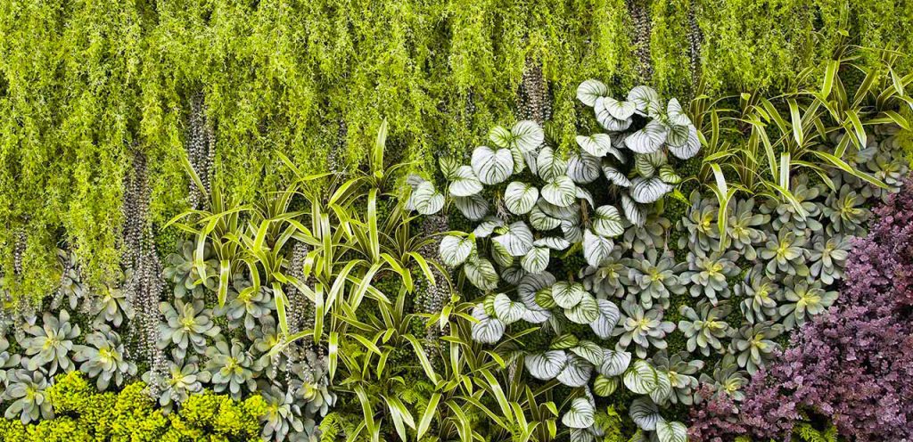 6 Razones para elegir un jardín vertical artificial