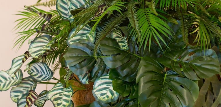 composizioni vegetali aeree