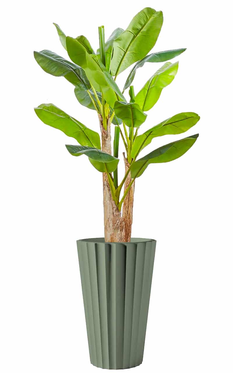 piante