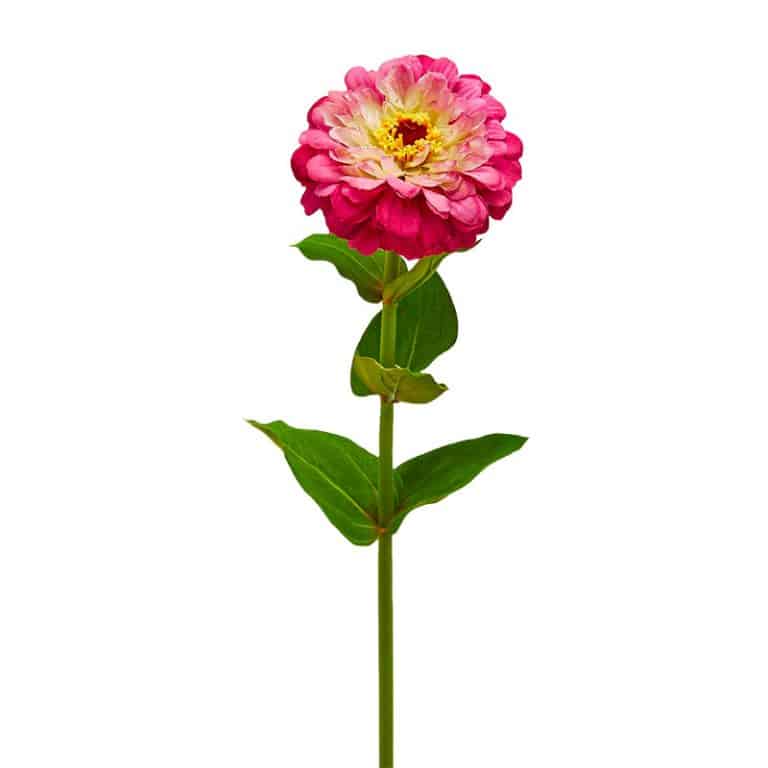 fiori artificiali