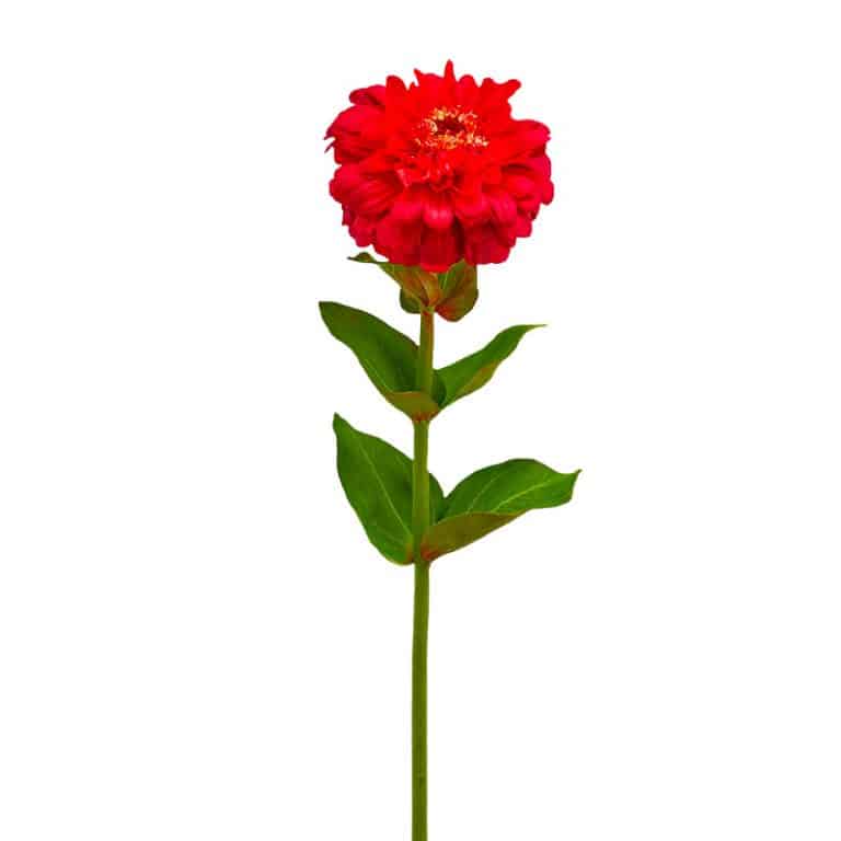 fiori artificiali