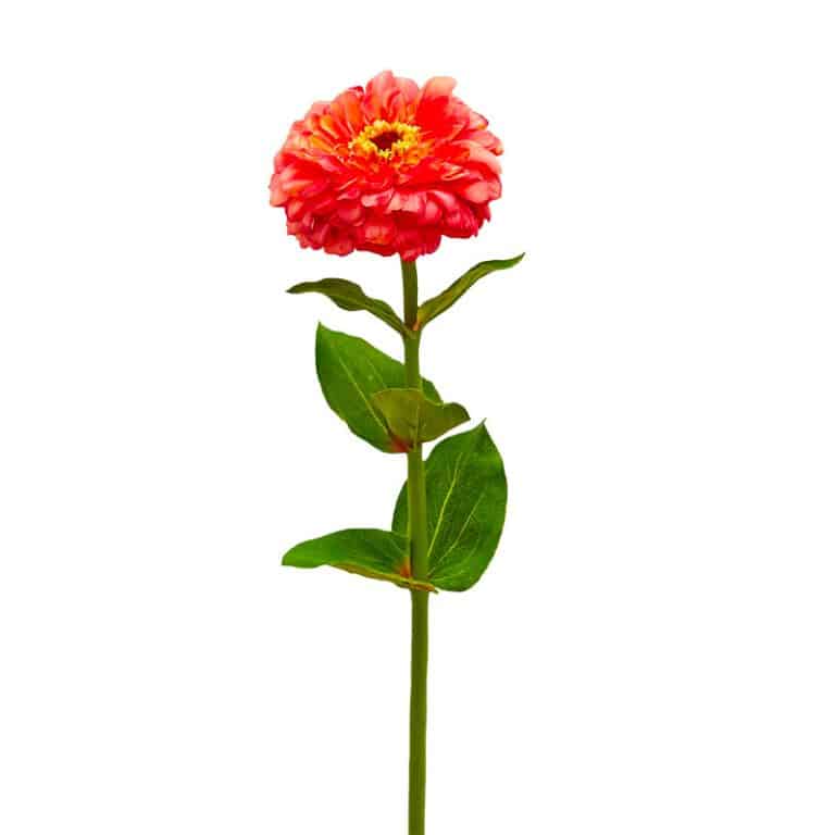 fiori artificiali