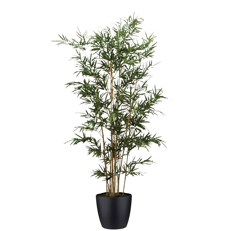 Bamboo