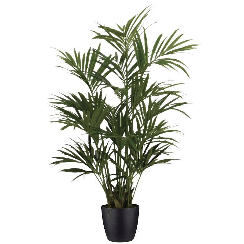Kentia