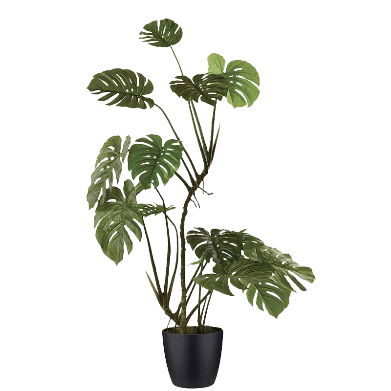 Monstera