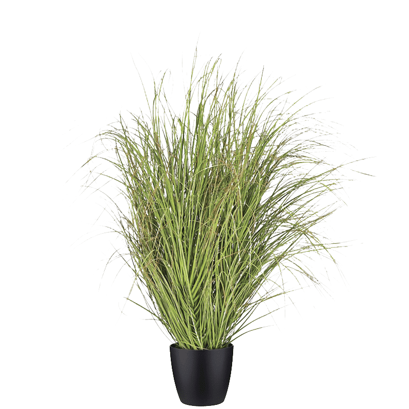 Pampas
