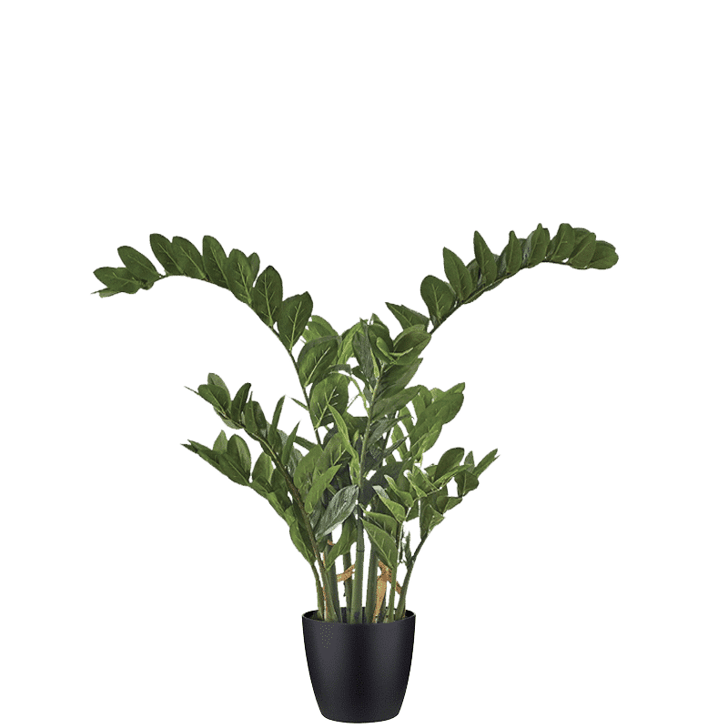 Zamifolia