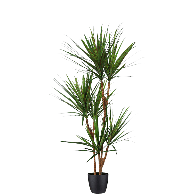 Dracena