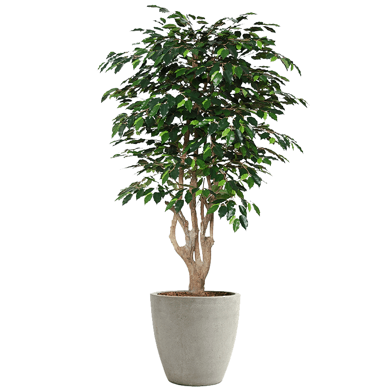 Ficus-immagine
