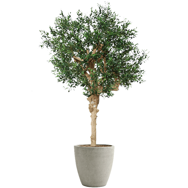 Olivo
