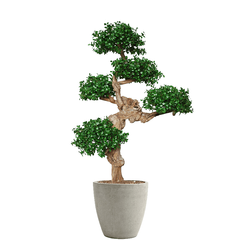 Pungitopo