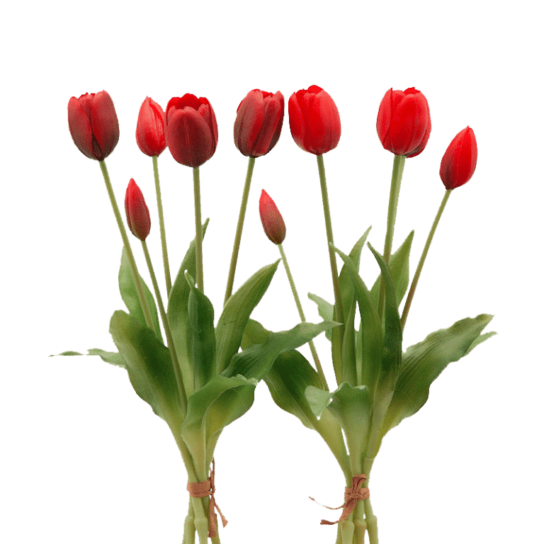 Tulipani-rossi
