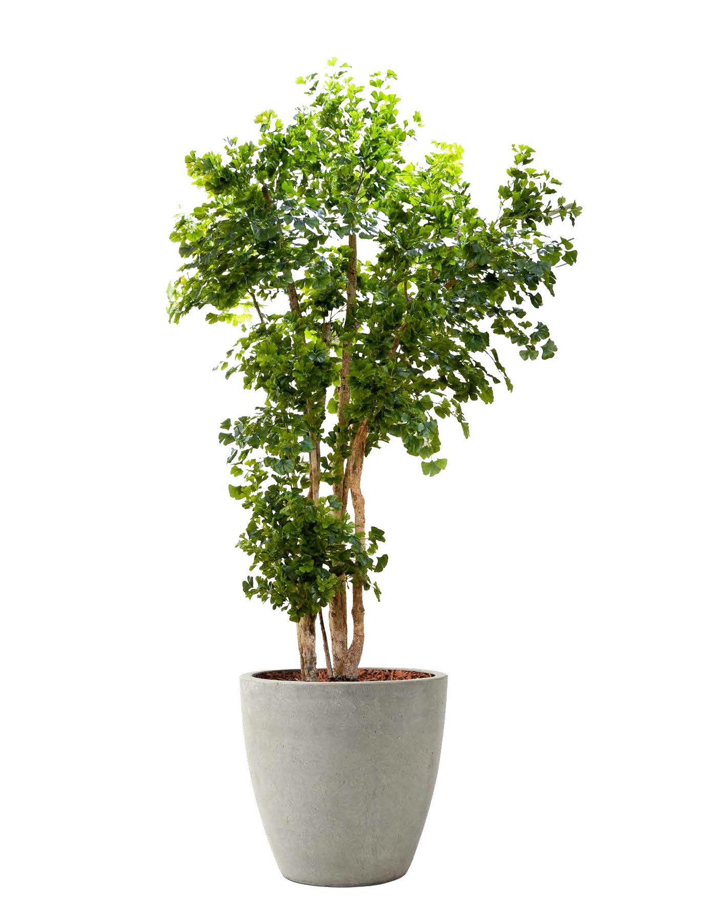Pianta artificiale semi-naturale con tronco naturale prodotta su misura