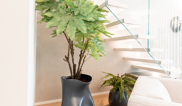 piante-per-interno