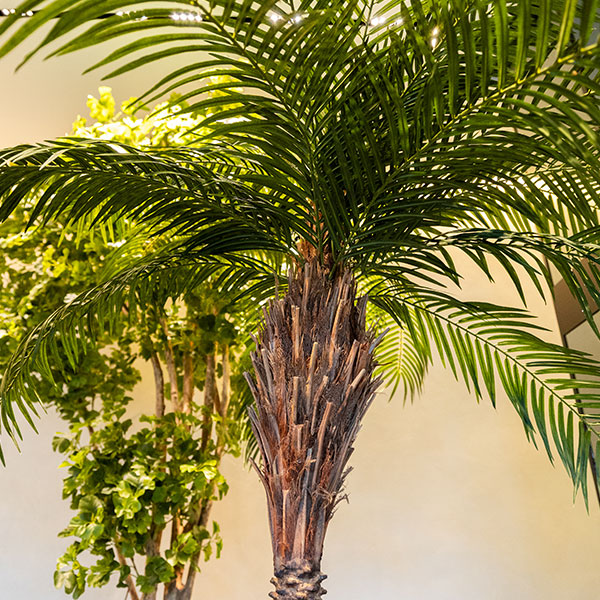 Pianta artificiale semi-naturale con tronco naturale prodotta su misura