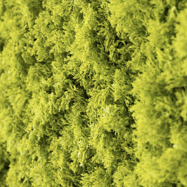 lichene artificiale verde lime